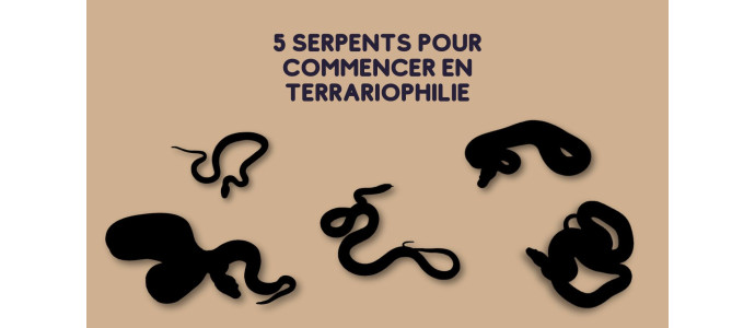 Quel serpent choisir pour un débutant ?